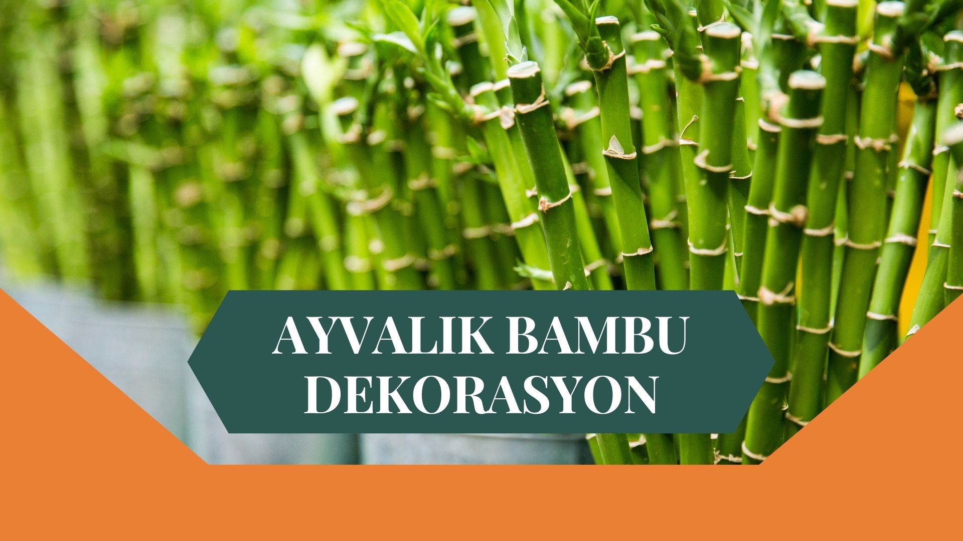 AYVALIK BAMBU DEKORASYON, BAMBU DEKORASYON AYVALIK, YAPAY BAMBU DEKORASYON AYVALIK, AYVALIK HASIR BAMBU DEKORASYON, HASIR BAMBU DEKORASYON AYVALIK, AYVALIK YAPAY BAMBU DEKORASYON, AYVALIK BAMBU EV DEKORASYON, BAMBU EV DEKORASYON AYVALIK